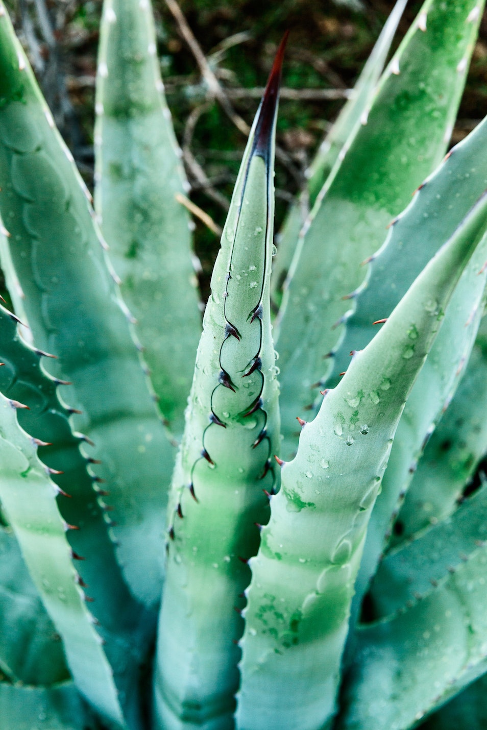 aloe vera i öppna sår aloe vera i öppna sår